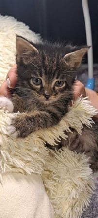 Котята ищут семьи!