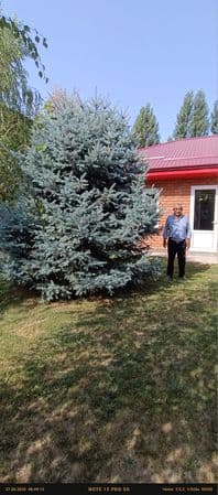 Голубой ель арчаси бои 4.40 см