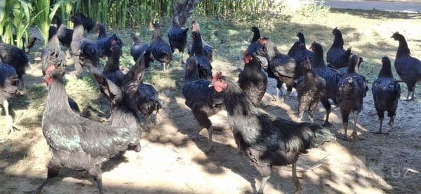 Qora shagzoda va Jersilar 5 oylik 200 mingdan