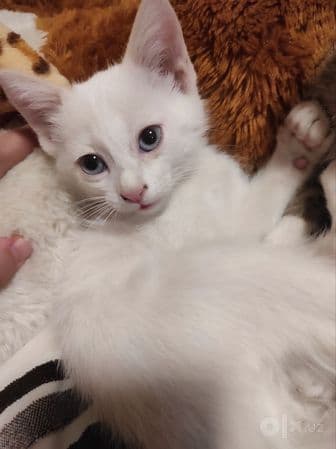 Бесплатно 4 котят (mushuk)