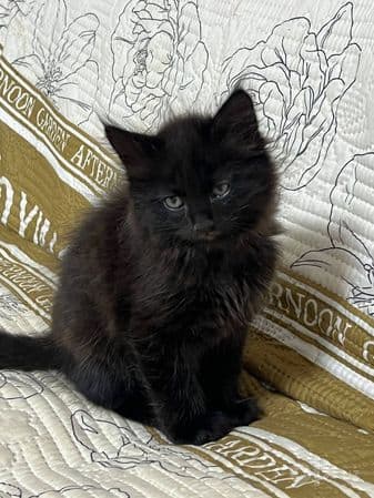 Срочно отдам даром котят